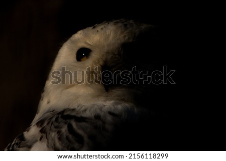 Textured picture of an ever watchful and and vigilant wise night creature. The black background isolates the snow owl and makes it look abstract guiding the eye to the colorful orange eyes of the owl.