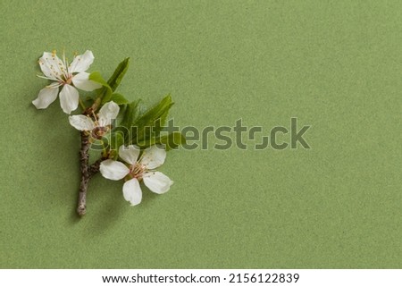 White cherry flowers on a green background, top view. Minimalist style