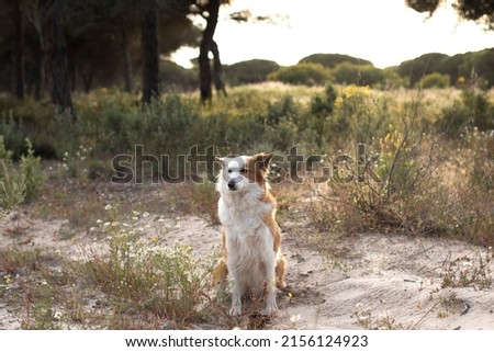The most beautiful dog in the world. Smiling charming adorable sable brown and white border collie , outdoor portrait with pine forest background. Considered the most intelligent dog.	