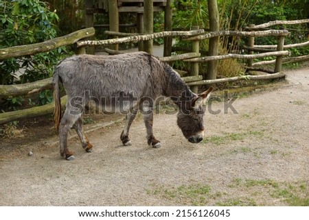 Dokney portrait, Picture of a funny donkey, 
