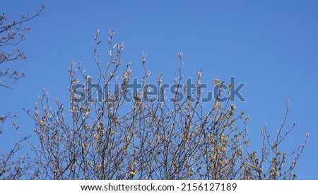 Tree top with blue sky in the background. 