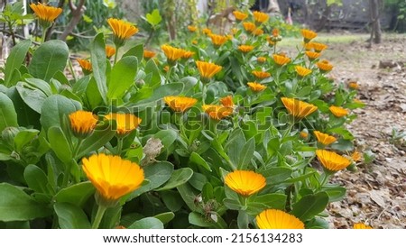 Calendula officinalis, pot marigold, Mary's gold, Scotch marigold flowers, Orange Yellow, southern Europe garden spring view landscape background. This Image not edited and without effects.