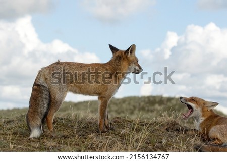 Two Young Red Foxes Standing on the Grass in A National Park
