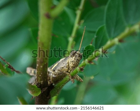 Grasshopper framing with green leaf and blur background.