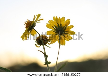 Sunflower on nature background. Sunflower blooming on the field on a bright sunny day . Close-up of sunflower. Green Sunflower on natural background.