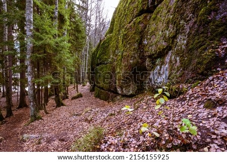 stone path. beautiful forest and fresh air. walk between rocks and trees. beauty of the north. walk along the trail through the forest