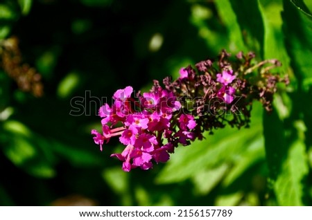 pinkish purple flower blooming close up