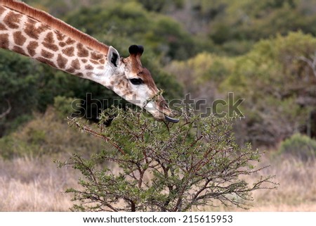 A giraffe feeding in this image.