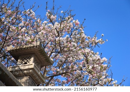 Yoshino cherry tree in full bloom