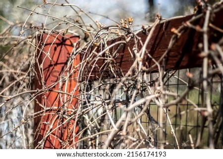 Dry stems of grapes on the fence. The fence post is wrapped around dry branches of wild grapes. Branches of wild grapes in spring, side view.