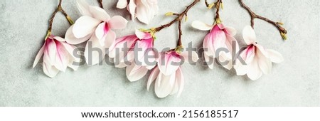 Spring magnolia flowers on grey stone background, banner, flat lay