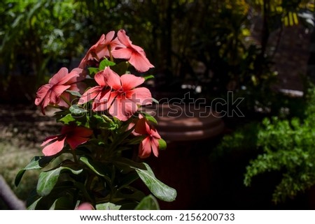 Beautiful Bunch of many Periwinkle flowers of Shaded Peach and dark orange colour shaded flowers with house garden background. House plant in pot with leaves Vinca peach orange shade flowers at home Royalty-Free Stock Photo #2156200733