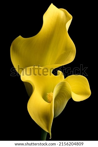 yellow calla lily on black background Royalty-Free Stock Photo #2156204809