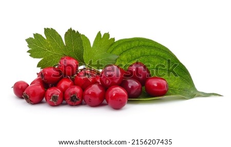Bunch of hawthorn berries and leaves isolated on a white background. Royalty-Free Stock Photo #2156207435