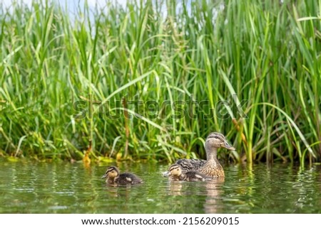 Duck with two cute ducklings swimming the a pond with green rushes in the background Royalty-Free Stock Photo #2156209015