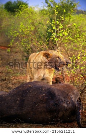Lion kills water buffalo in Kenya, Africa. A breakfast of a lion crouching in bloodlust. Great pictures from a safari in Tsavo National Park
