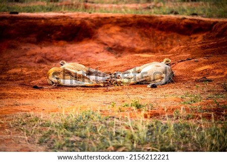 Lion kills water buffalo in Kenya, Africa. A breakfast of a lion crouching in bloodlust. Great pictures from a safari in Tsavo National Park