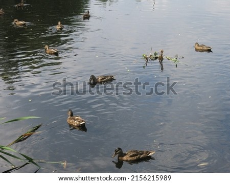 wild ducks swim in a rural pond