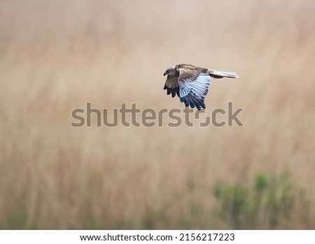 Male Western Marsh Harrier (Circus aeruginosus) aka Eurasian Marsh Harrier Searching for Prey Low over a Reed-bed