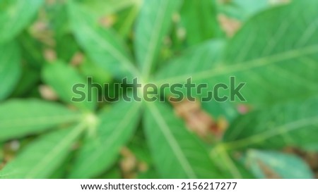 Defocused abstract background of leaf