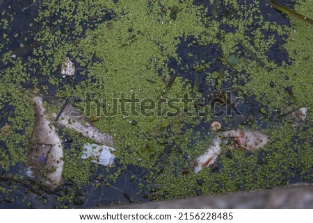 Dead fish float to the surface of the water in this polluted channel. Because of the warming, the fish began to die. Royalty-Free Stock Photo #2156228485