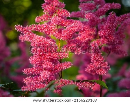 Pink flowers of in the garden. Selective focus with shallow depth of field.