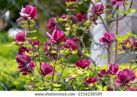 Purple magnolia tree, blooming branch with flowers and buds, selective focus, blurred background. Magnolia liliiflora, Magnoliaceae
