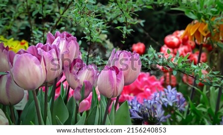Floral background with pink tulips. Tulip buds close up. Pink spring flowers. Soft selective focus blur. Spring blurred background postcard
