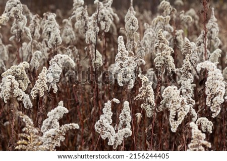 Canadian goldenrod in autumn. Dried solidago flowers. Sad autumn fading nature