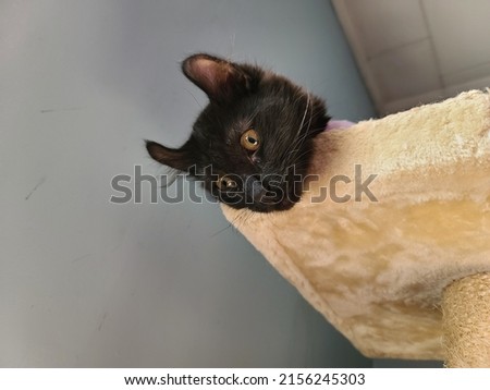 A highlander kitten resting its head over the edge of a cat tower. The funny picture has the cat looking scared.