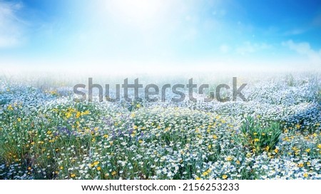 Аmazingly beautiful widescreen image of bright, elegant field of blooming wild flowers daisies in nature on spring or summer morning on background blue sky.