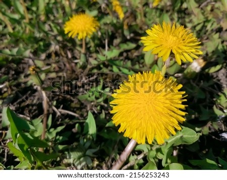 Dandelions. A bright dandelion head on the ground. Yellow dandelion. A large dandelion with green leaves.