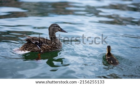 Duckling and their mother on the Rhone river