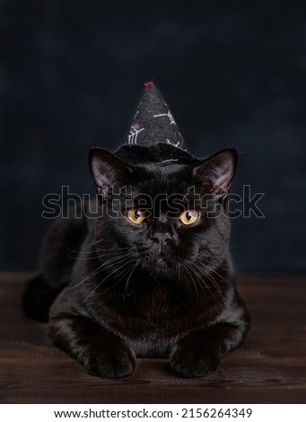 Portrait of a Black Cat wearing hat for halloween 