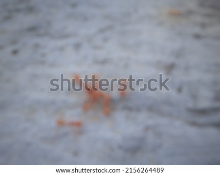 blur photo of weaver ants 