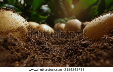 Dug up organic potatoes lie on the field.