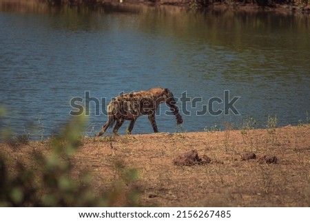 A closeup of a Hyaena biting big bone by the pond in Safari