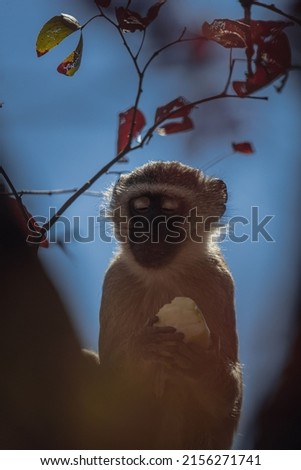 A closeup of a monkey holding food in the safari