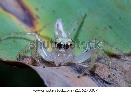 this is two Striped Spider - female. spider closeup photos. spider macro photos. macro photographer. spider photos.