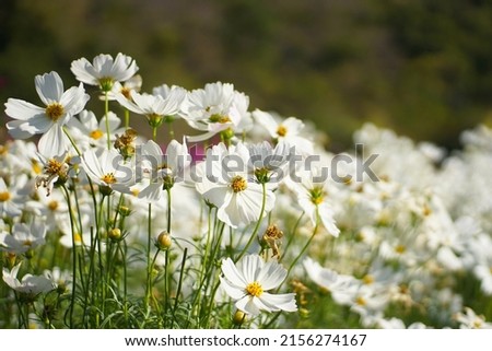 White cosmos flowers fields on summer, White cosmos, Summer cosmos flowers, Cosmos flower background. Royalty-Free Stock Photo #2156274167