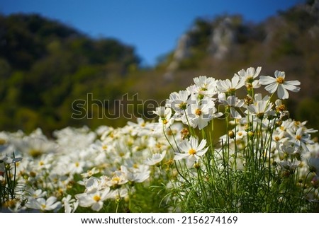 White cosmos flowers fields on summer, White cosmos, Summer cosmos flowers, Cosmos flower background. Royalty-Free Stock Photo #2156274169