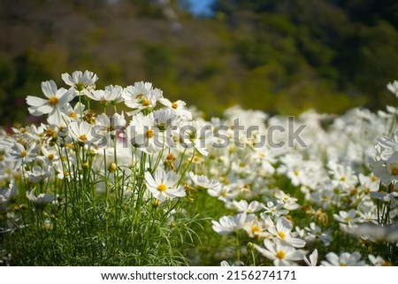 White cosmos flowers fields on summer, White cosmos, Summer cosmos flowers, Cosmos flower background. Royalty-Free Stock Photo #2156274171