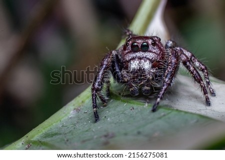 this is Daring Jumping Spider. macro photo. spider macro photos. jumping spider photos. spider closeup photos.
