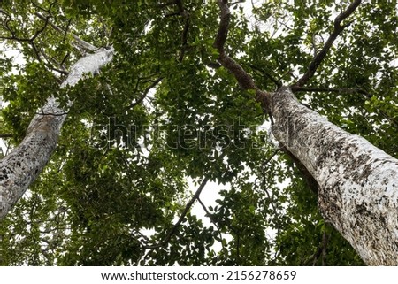 A low angle view from the base of a tree looking at the clump of green leaves atop the huge Dipterocarpus alatus Roxb in a forest park in the Thai countryside.