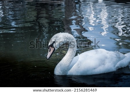 Mute swan. High Angle View Of Mute Swan Swimming On Lake. Artistic processing of a photo in a blue tone.