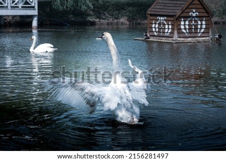 Mute swan flapping wings in the lake at summer day in may. Photo editing in blue tone