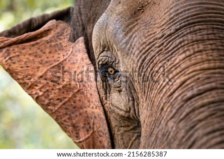 Closeup of an head of a wild asian elephant in the jungle of Cambodia, South East Asia Royalty-Free Stock Photo #2156285387