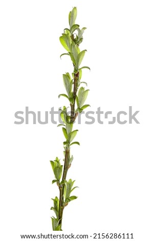 tree branch with young green leaves isolated on white background. High quality photo