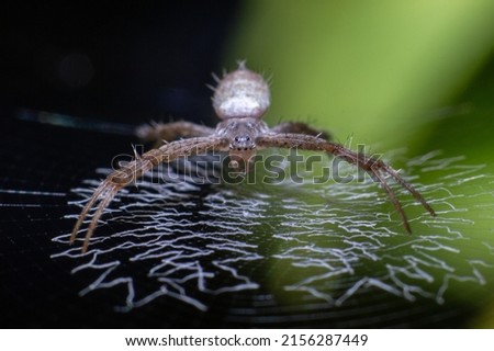 Barn Spider (Araneus cavaticus) spider photos. macro photo. spider closeup photo. spider with the web.  Royalty-Free Stock Photo #2156287449