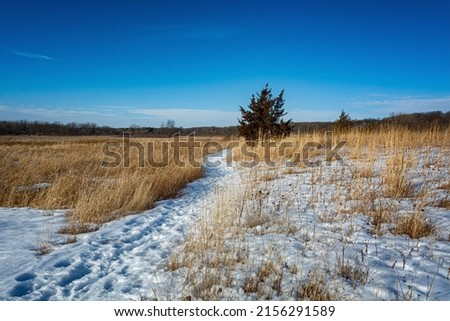 A tree on a prairie path in snow during winter under the bright sky